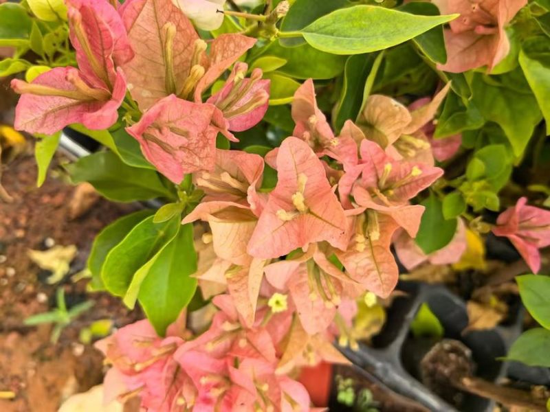 三角梅花苗地栽盆栽花卉观花植物室内阳台庭院爬藤垂丝四季可开花