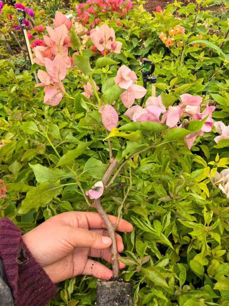 三角梅花苗地栽盆栽花卉观花植物室内阳台庭院爬藤垂丝四季可开花