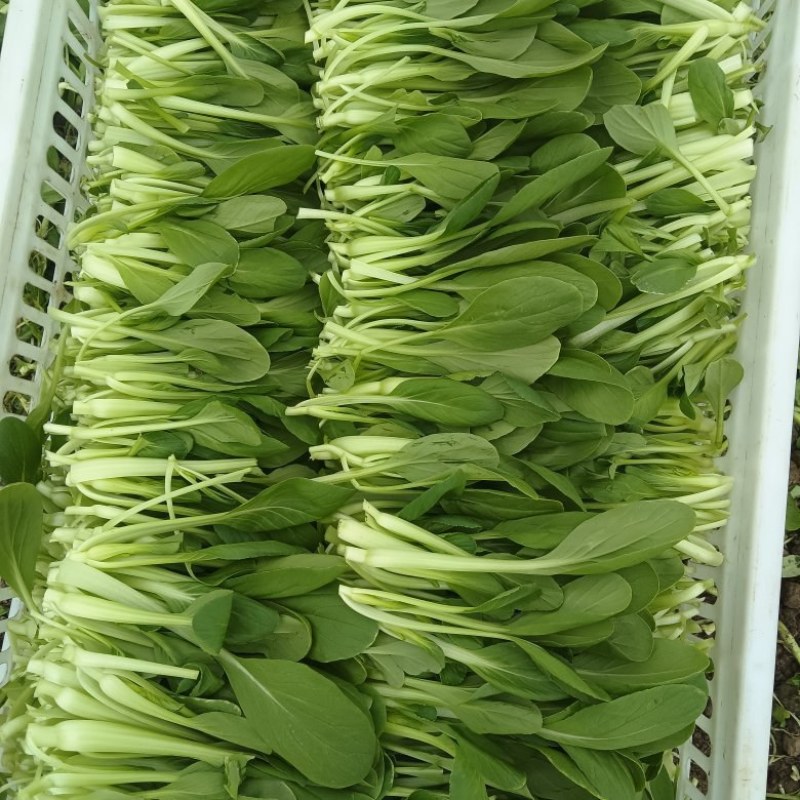 鸡毛菜