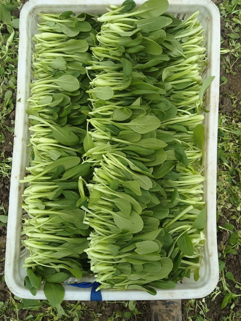 鸡毛菜