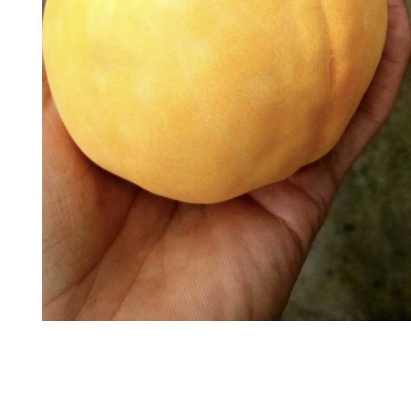 锦绣黄桃开始预售啦八月中旬正式上市高硬度高糖度
