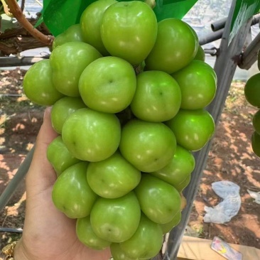 大量出售阳光玫瑰葡萄，渠道货，市场货