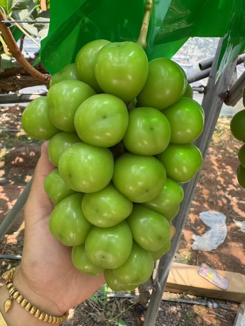 大量出售阳光玫瑰葡萄，渠道货，市场货