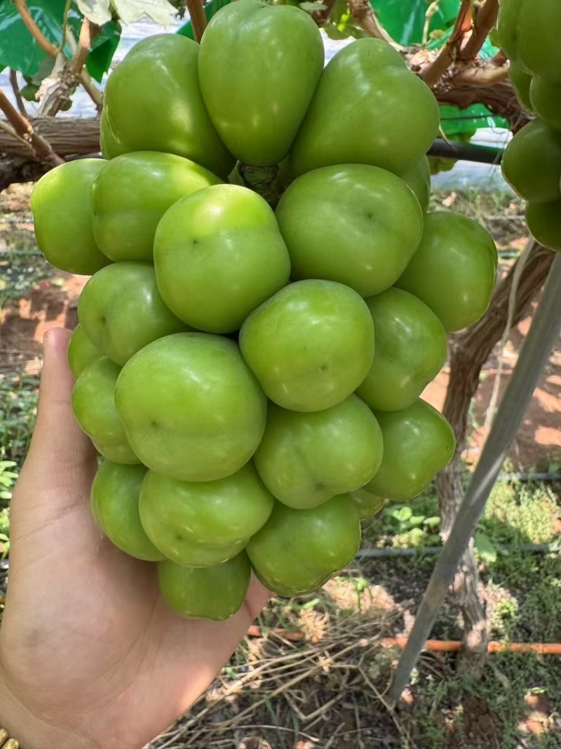 大量出售阳光玫瑰葡萄，渠道货，市场货