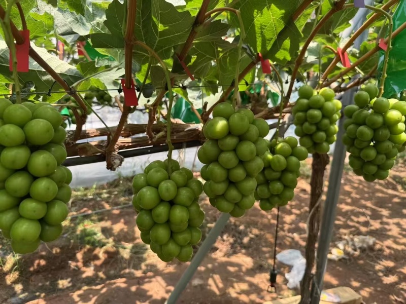 大量出售阳光玫瑰葡萄，渠道货，市场货