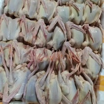 鸽子