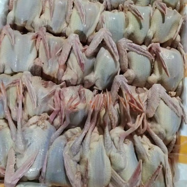 鸽子