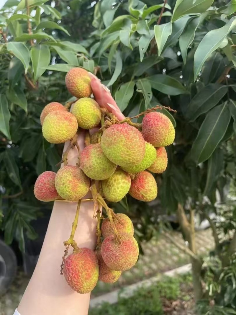 广西钦州灵山妃子笑荔枝批发供应商超批发市场