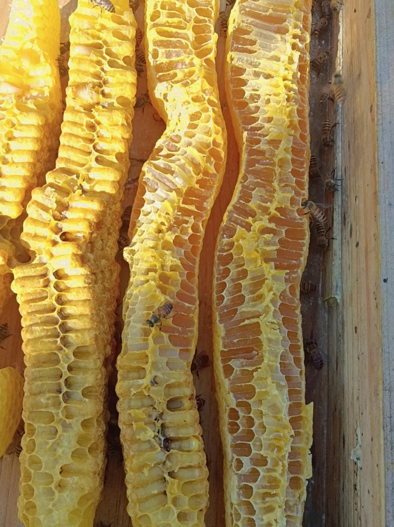 中蜂蜜