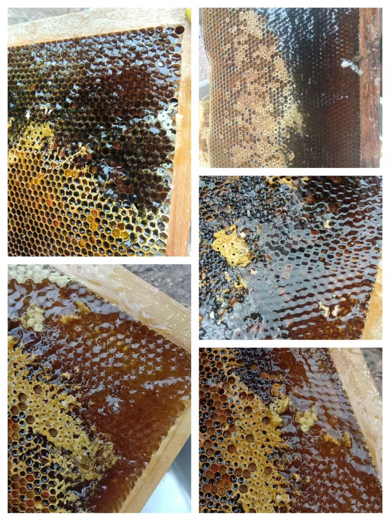 中蜂蜜