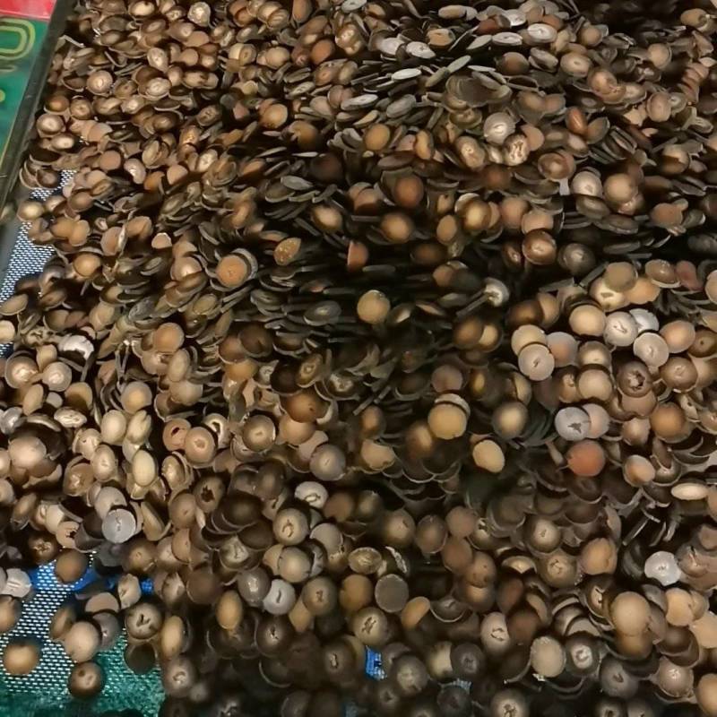 正品直销批发化橘红切片化州市平定