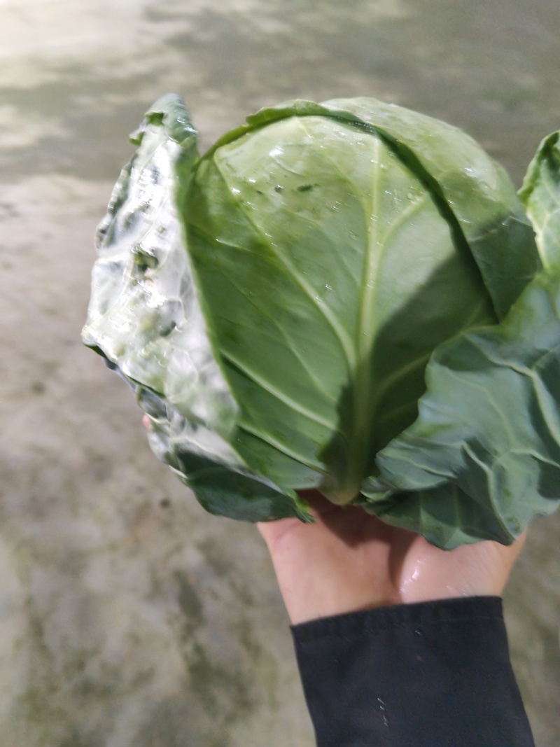 精品兰州货