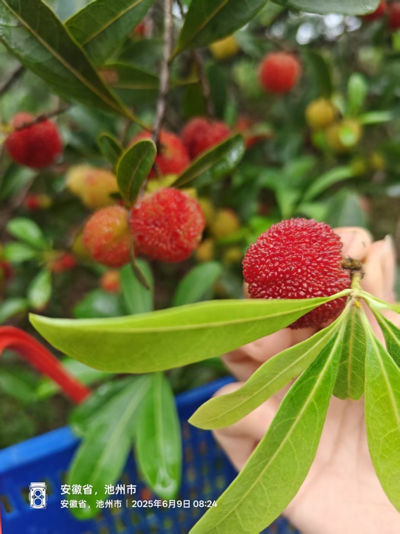 自家杨梅林新鲜杨梅，价格公道，大量供货