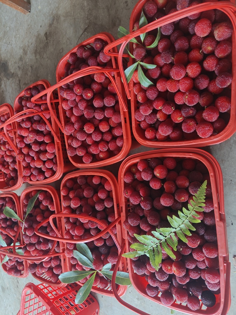 自家杨梅林新鲜杨梅，价格公道，大量供货