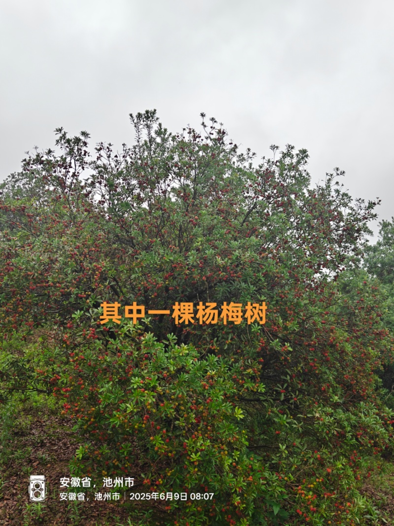 自家杨梅林新鲜杨梅，价格公道，大量供货