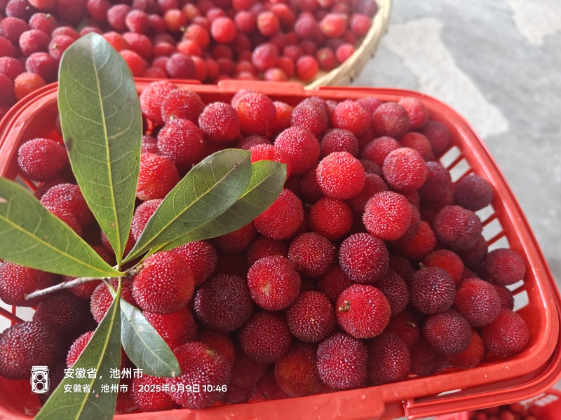 自家杨梅林新鲜杨梅，价格公道，大量供货