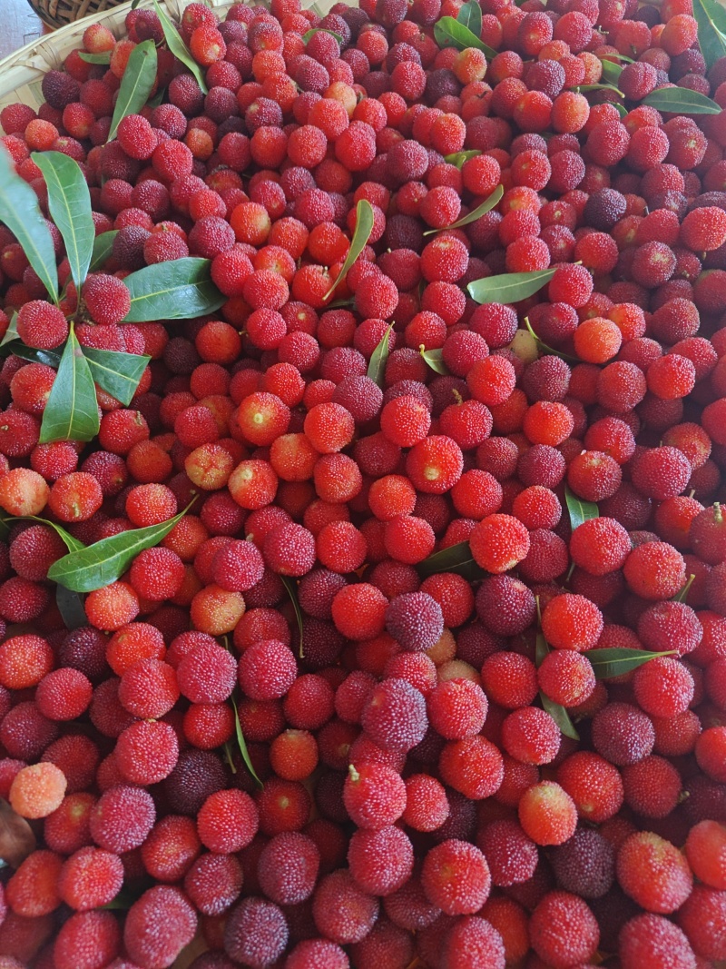 自家杨梅林新鲜杨梅，价格公道，大量供货