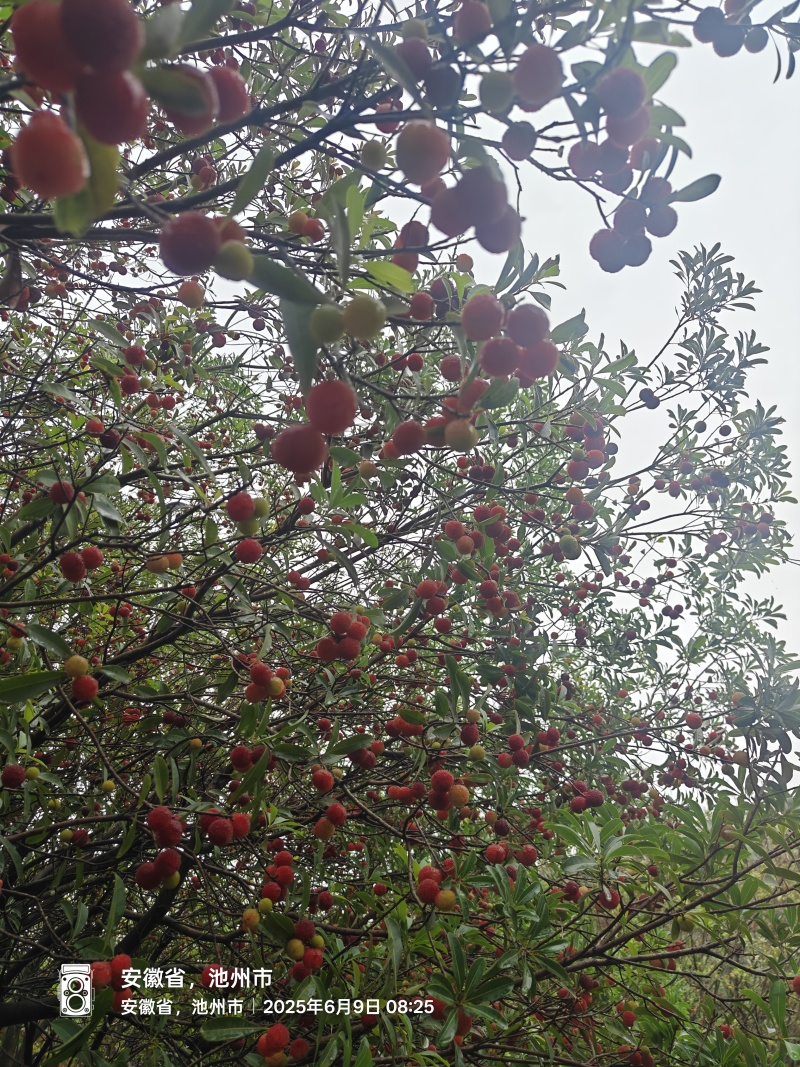 自家杨梅林新鲜杨梅，价格公道，大量供货
