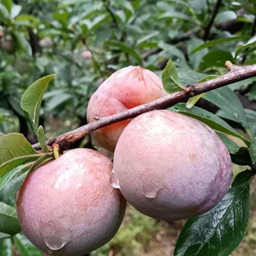 金塘李大量上市