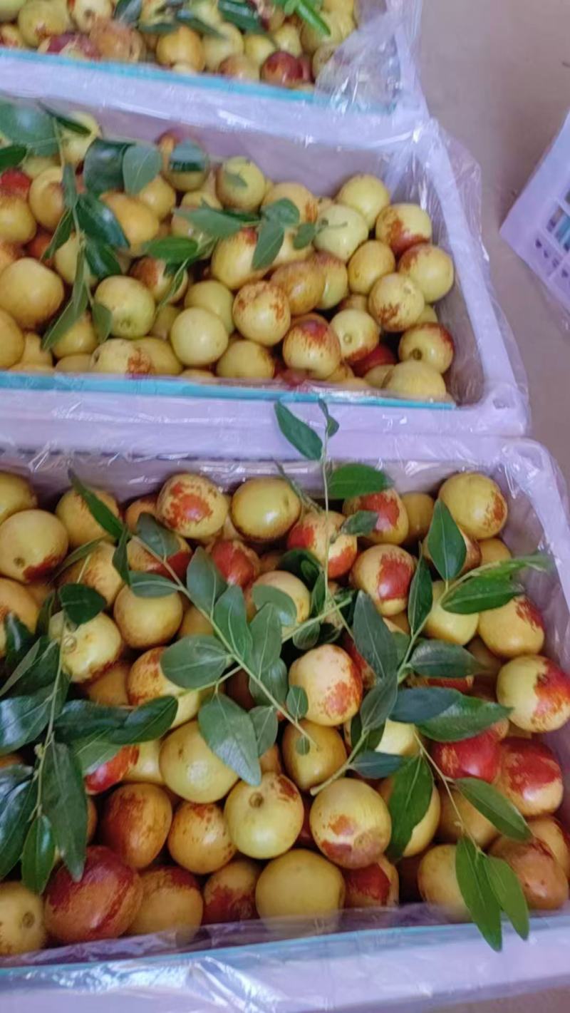 陕西大荔范家镇冬枣基地精品包装常年代收