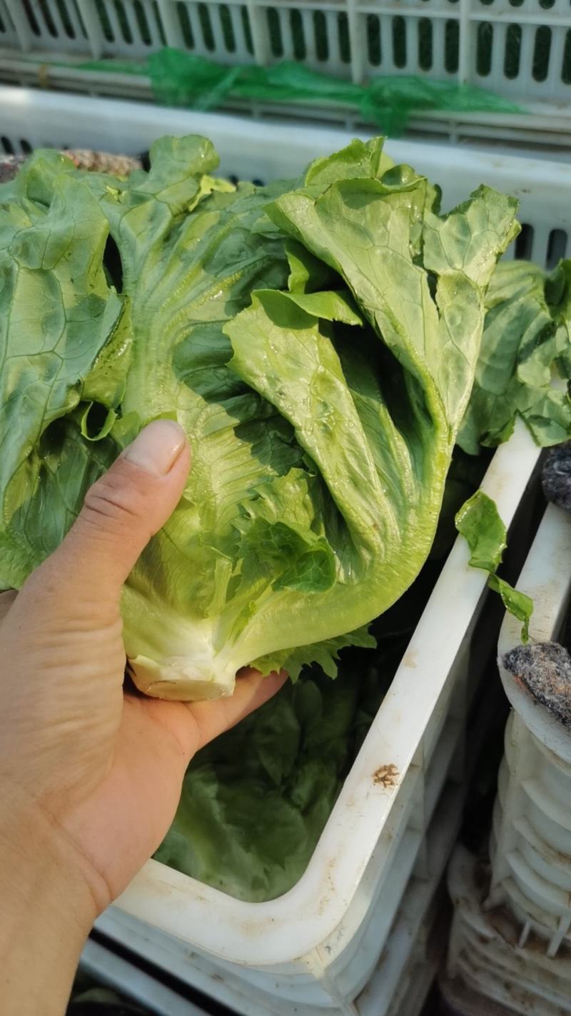 叶生菜