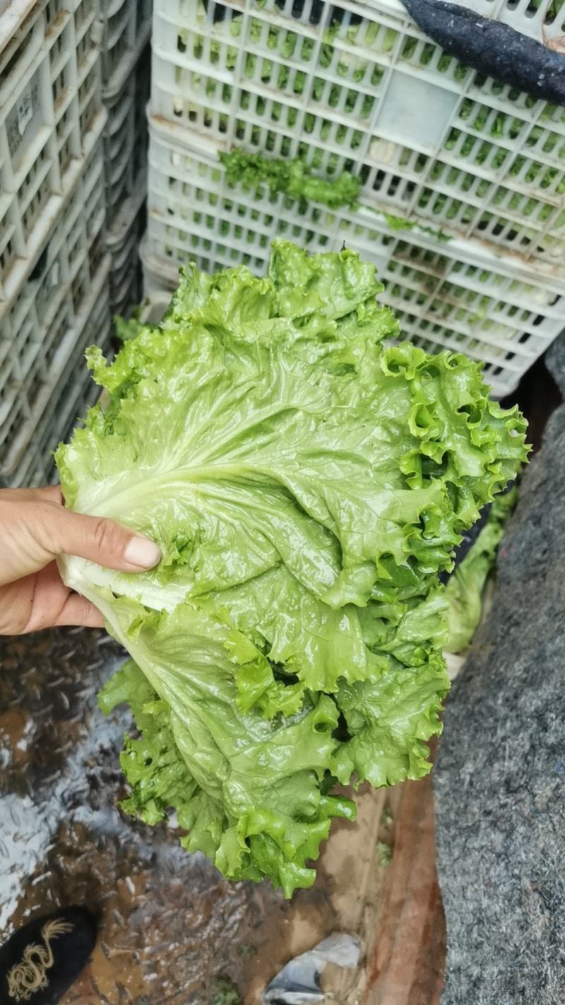 叶生菜