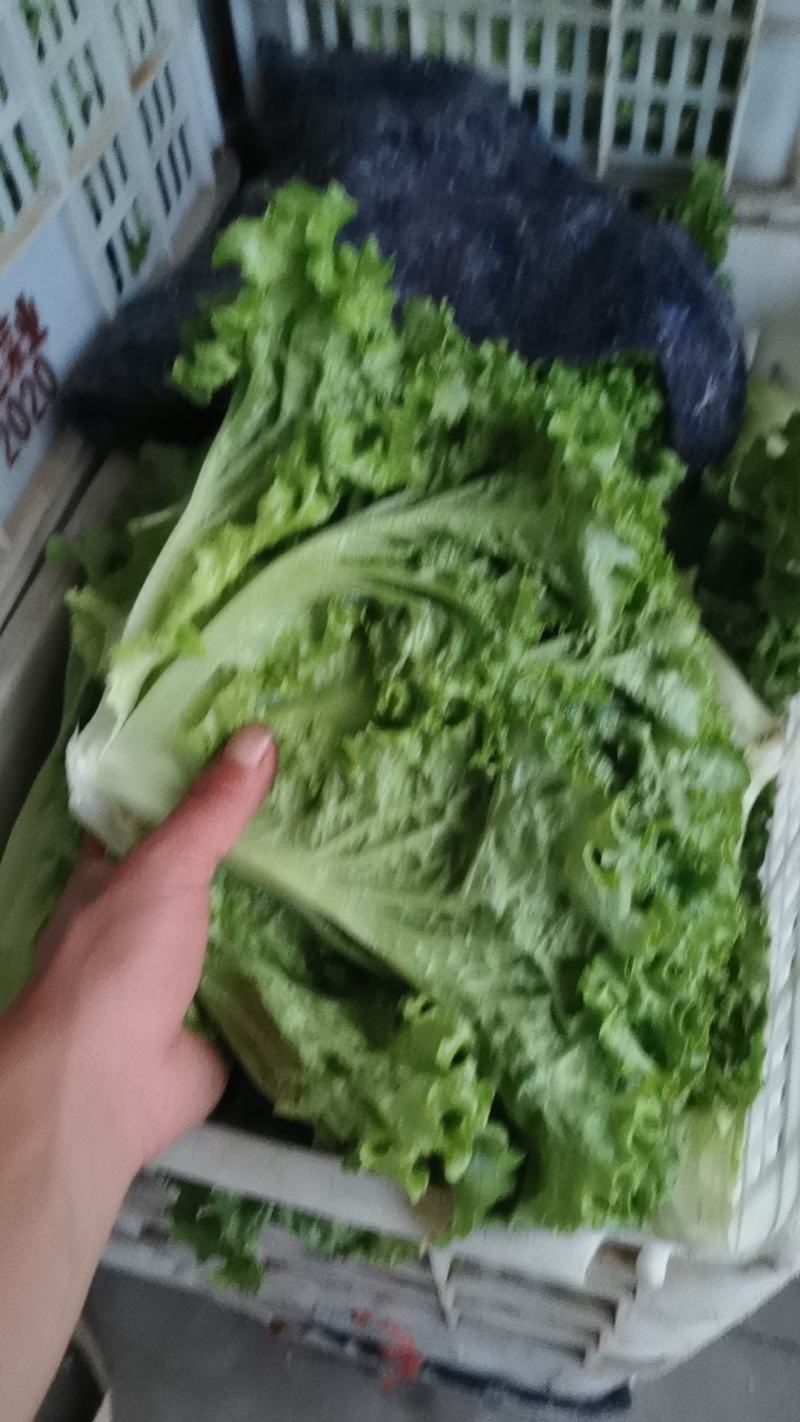 叶生菜