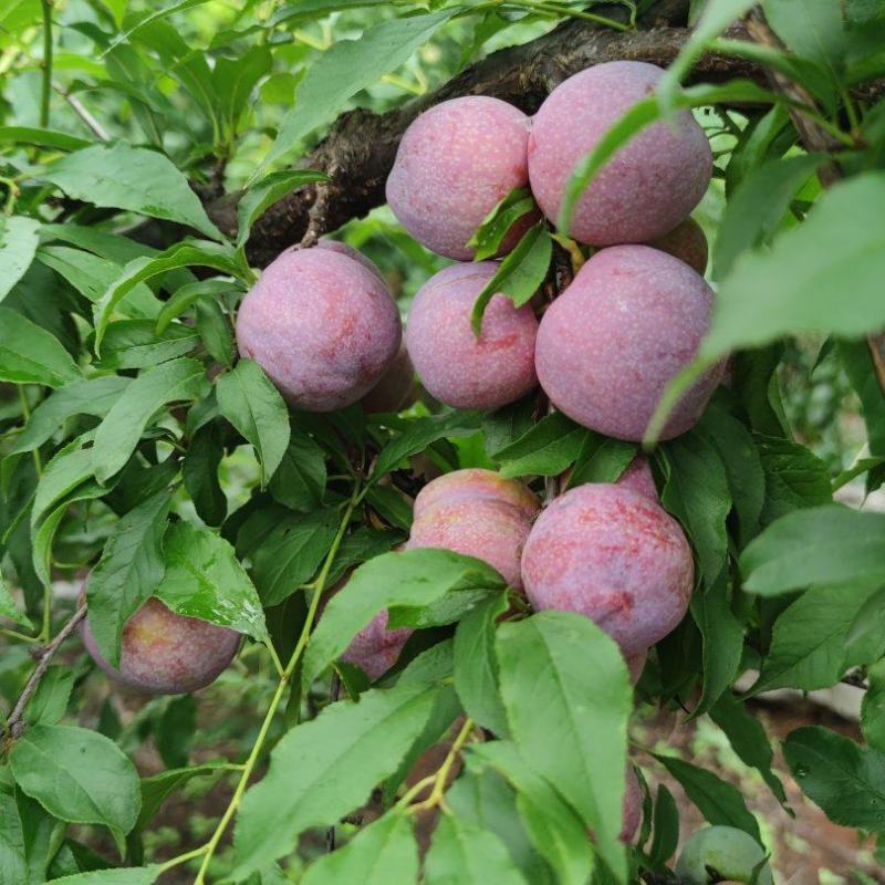 广西三华李，电商三华李，果脯三华李，果汁三华李