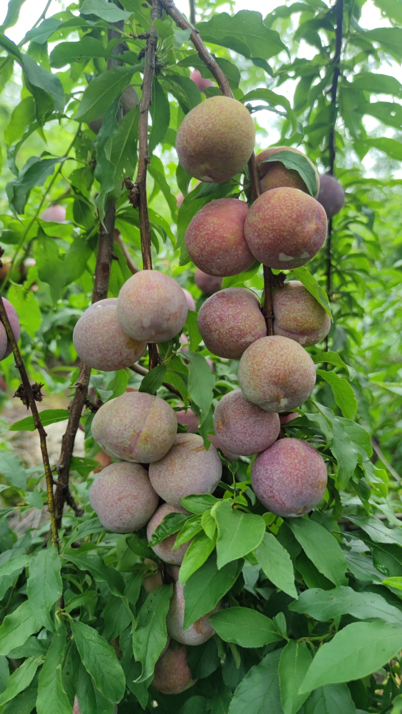 广西三华李，电商三华李，果脯三华李，果汁三华李