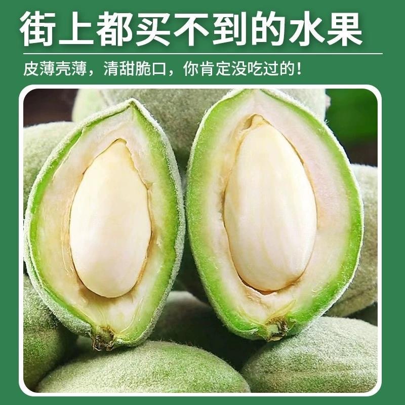 2025年现摘新鲜巴旦木扁桃大杏仁现摘带青壳零食网红**