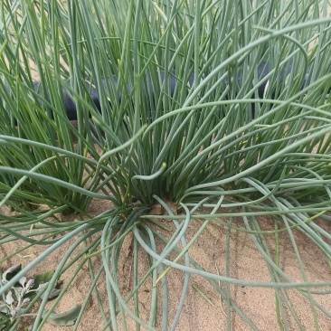 沙葱