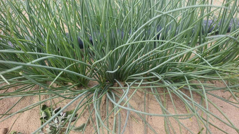 沙葱