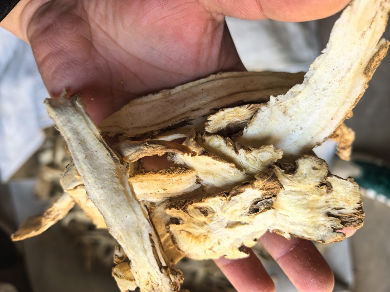 精品独活头片