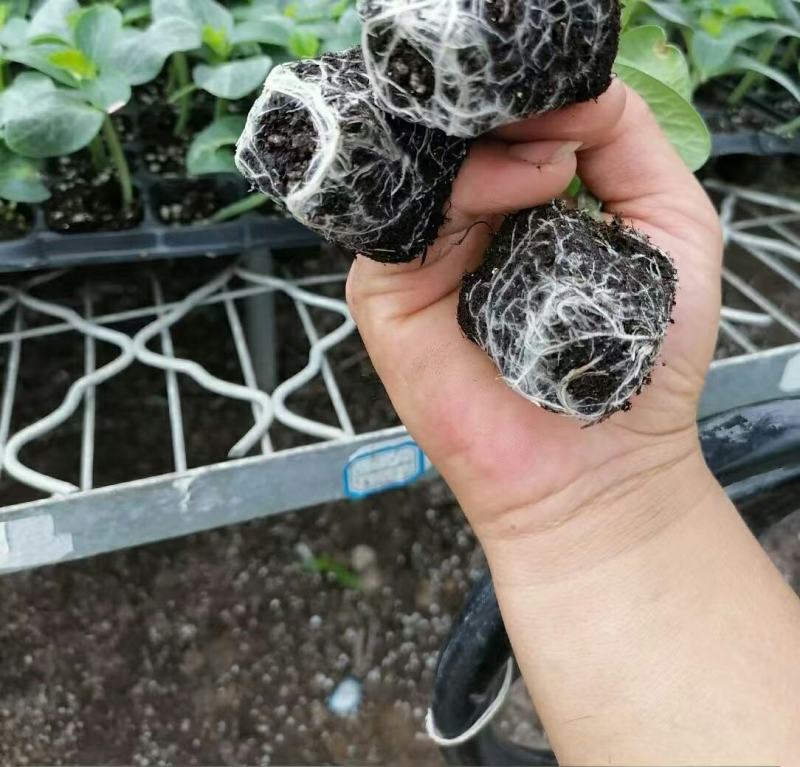 （精）山东精品黄瓜苗基地直发品质保证量大从优一手货源