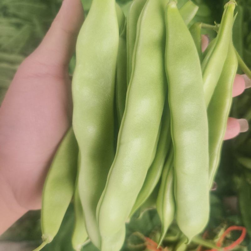 油豆王