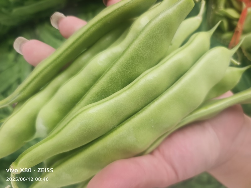 油豆王