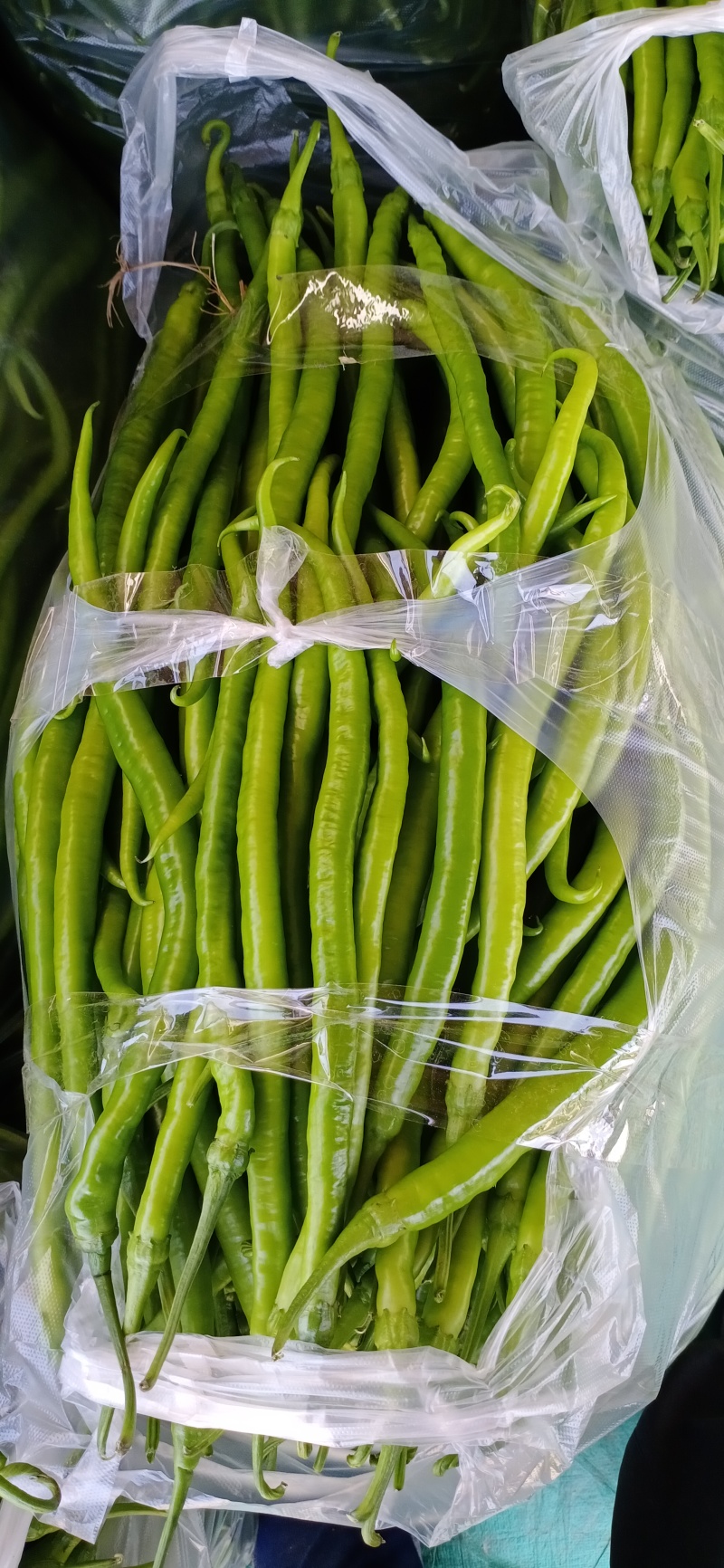 精品辣椒大量有货产地直发货源充足欢迎咨询