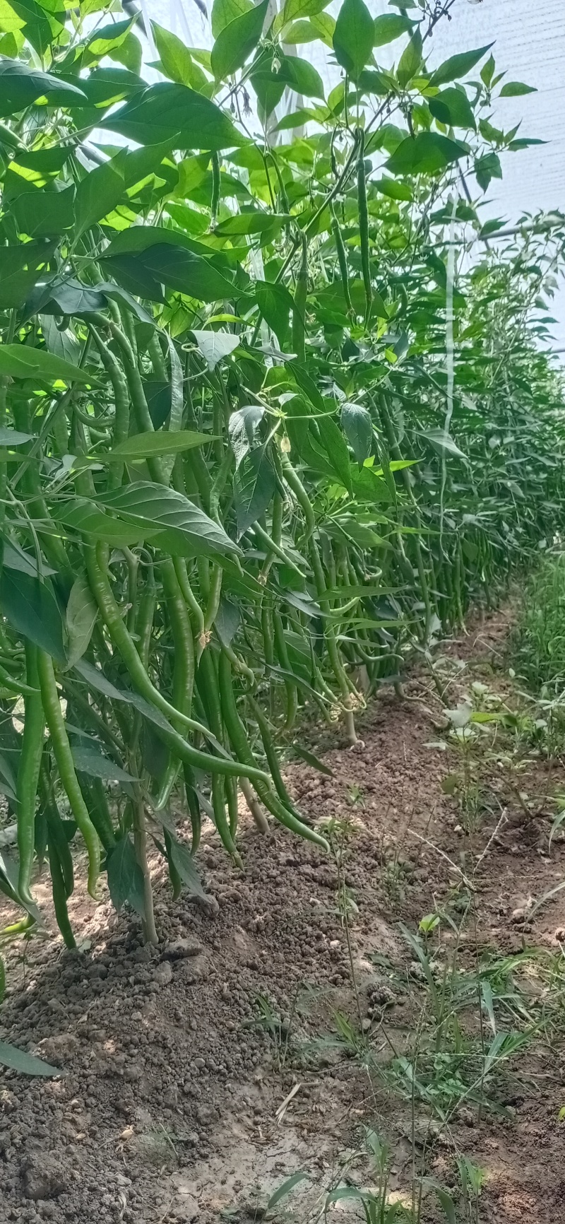精品辣椒大量有货产地直发货源充足欢迎咨询