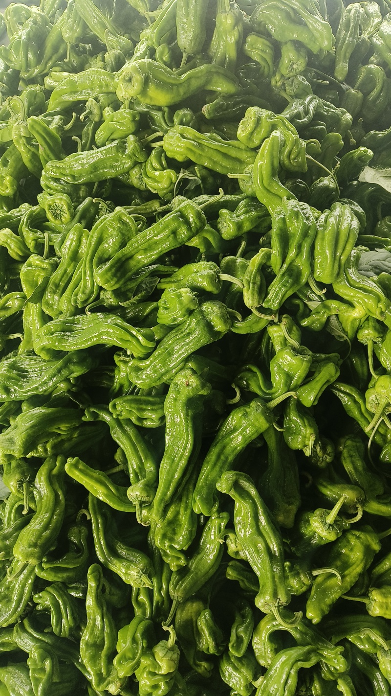 精品辣椒大量有货产地直发货源充足欢迎咨询