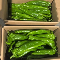 陕西泡椒牛角椒接单中，对接全国市场，电商，超市，加工厂