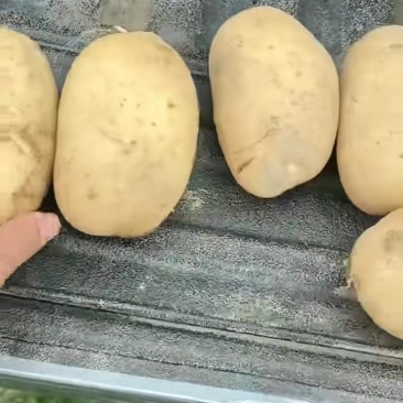 土豆
