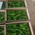 白泥井产区大皱皮芜湖椒大量接单,市场货,超市,电商