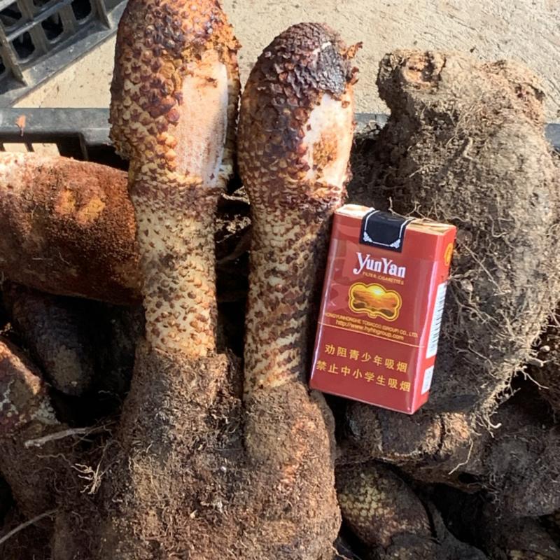 锁阳干或鲜货都有