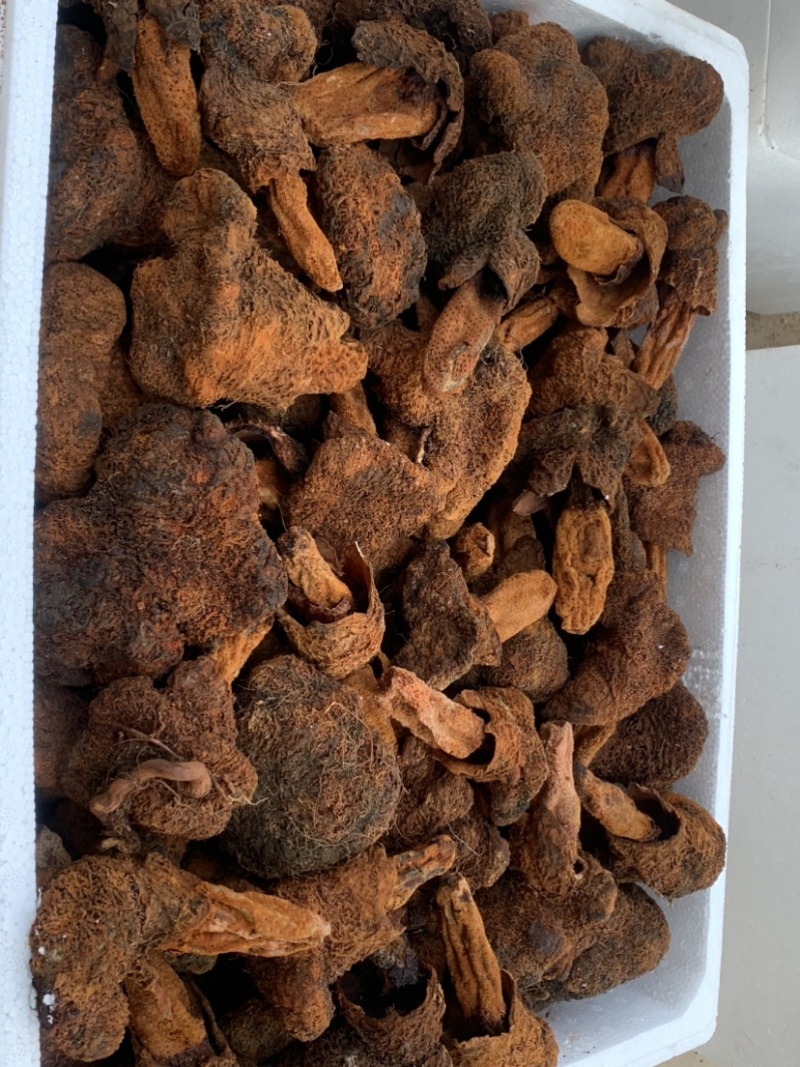 锁阳干或鲜货都有