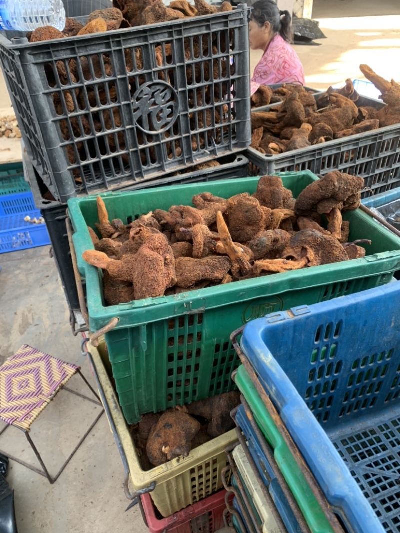 锁阳干或鲜货都有
