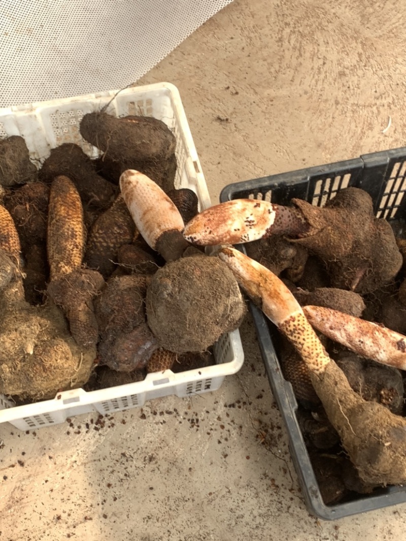 锁阳干或鲜货都有