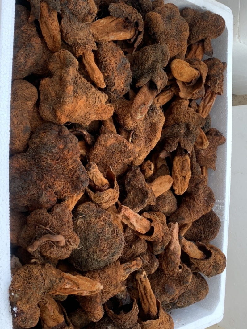 锁阳干或鲜货都有