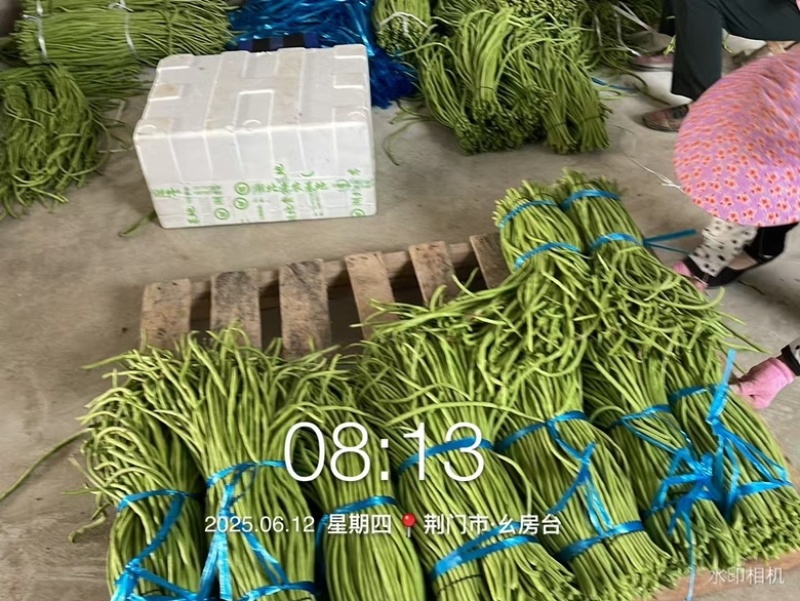 湖北长豆角，酱菜厂，市场均有货，欢迎实地考察