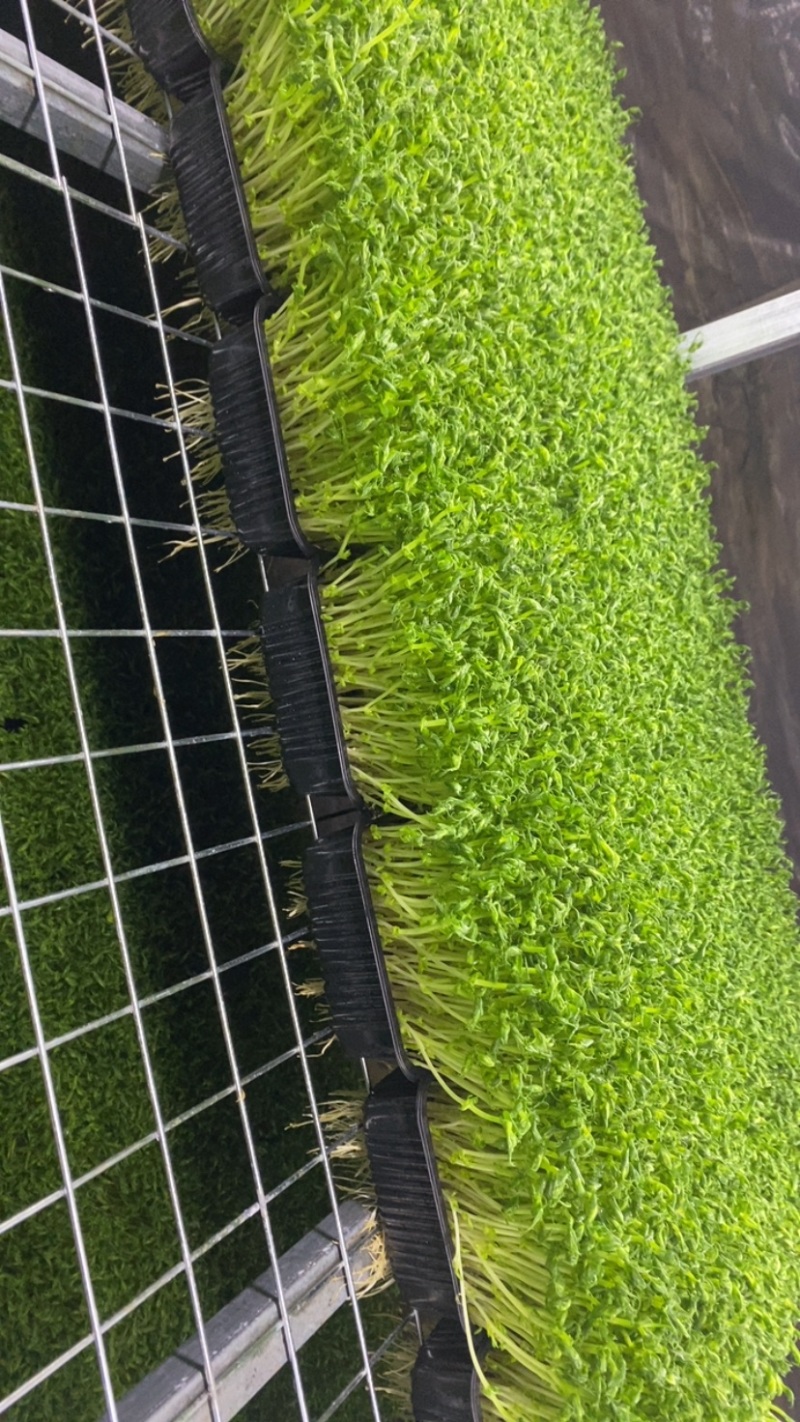 无土栽培豌豆芽