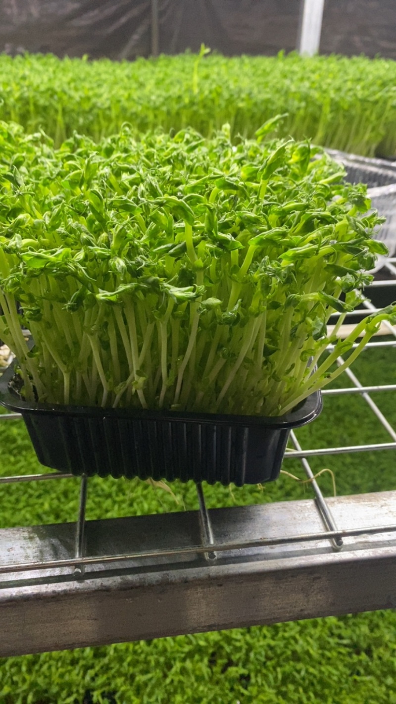 无土栽培豌豆芽